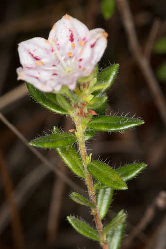 Kalmia hirsuta #9